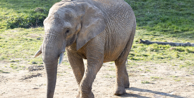 découvrez le secret fascinant de la trompe des éléphants, un organe unique aux multiples fonctions essentielles pour ces majestueux animaux.