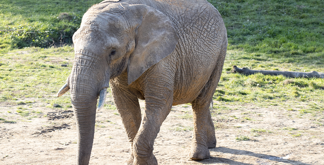 découvrez le secret fascinant de la trompe des éléphants, un organe unique aux multiples fonctions essentielles pour ces majestueux animaux.