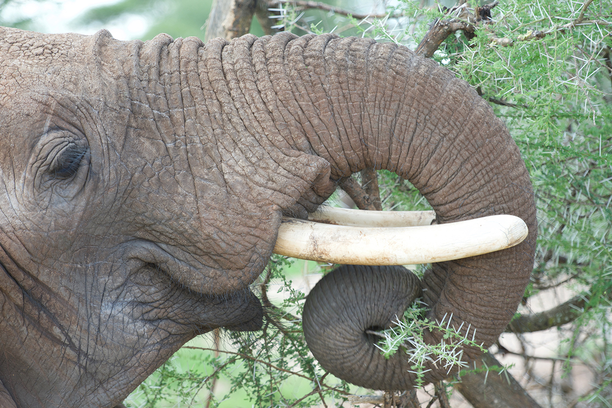 découvrez le secret étonnant qui trompe les éléphants et change la donne dans leur interaction avec l'homme. une révélation incontournable !