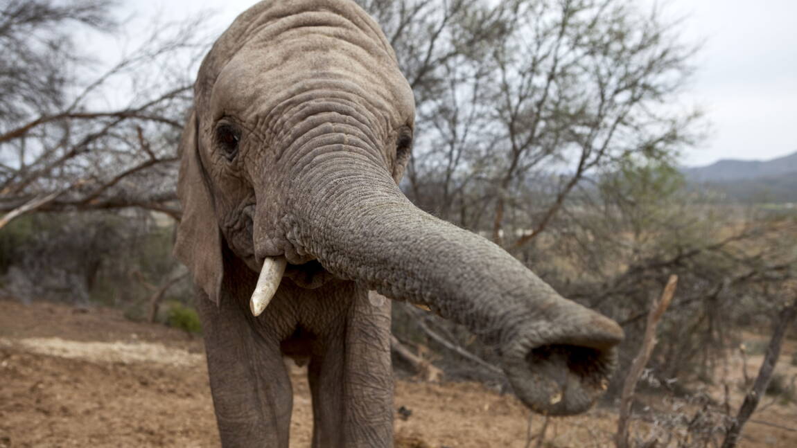 découvrez le secret incroyable pour tromper les éléphants, une méthode révélée qui change tout dans la gestion de ces majestueux animaux.