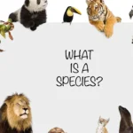 découvrez les différentes espèces animales, leurs habitats, comportements et caractéristiques uniques à travers le monde.