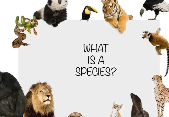 découvrez les différentes espèces animales, leurs habitats, comportements et caractéristiques uniques à travers le monde.