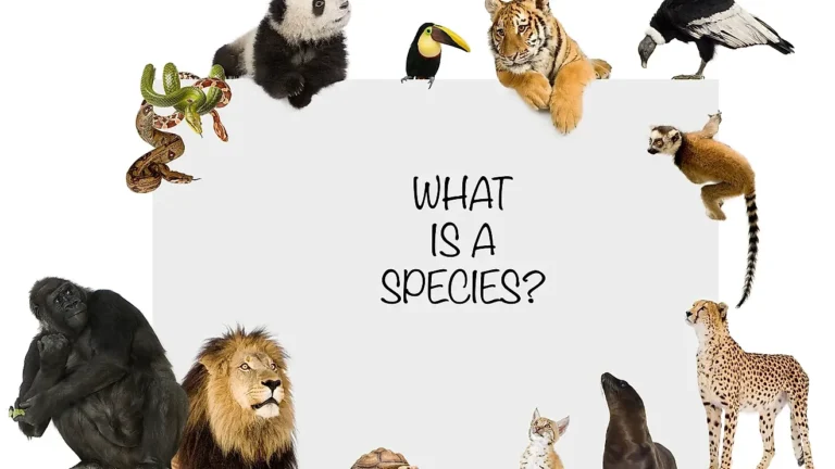 découvrez les différentes espèces animales, leurs habitats, comportements et caractéristiques uniques à travers le monde.