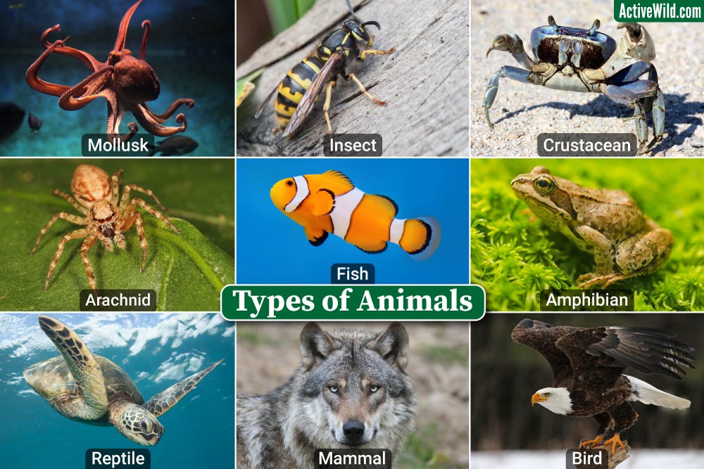 découvrez une vaste gamme d'espèces animales, leurs habitats, comportements et caractéristiques fascinantes.